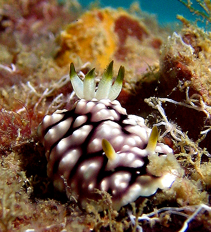 Nudibranch